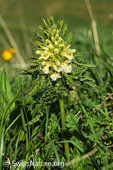 Foto: Blattreiches Läusekraut
Lat.: Pedicularis foliosa
Familie: Scrophulariaceae