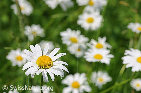 Foto: Gewöhnliche Wiesen-Margerite (Leucanthemum vulgare). Blüten.