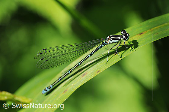 Foto: Wahrscheinlich Hufeisen-Azurjungfer (Coenagrion puella). Weibchen. Auf Halm sitzend. Ansicht von der Seite.