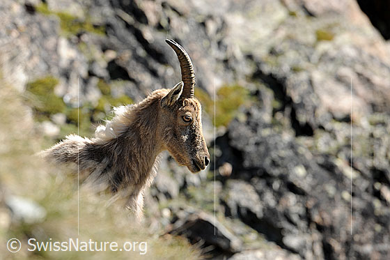 Foto: Steingeiss, Portrait von der Seite. Das Wildtier hat ein helles Fell mit lockigen Nackenhaaren.
Steinbock
Lat.: Capra ibex