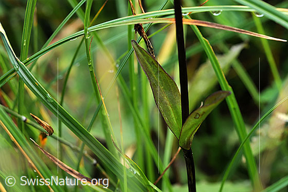 Photo: Swertia perennis. Upper stem leaves.
