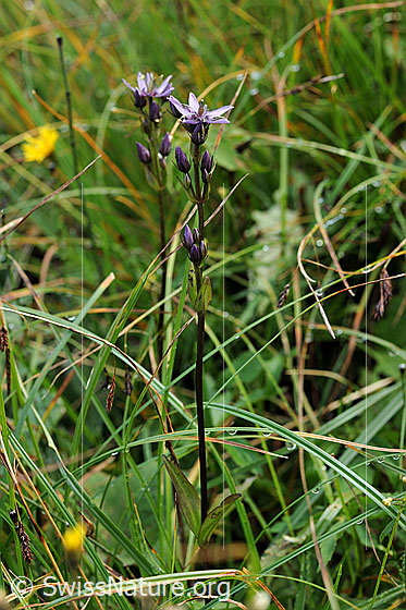Photo: Swertia perennis. Whole plant (habiti).