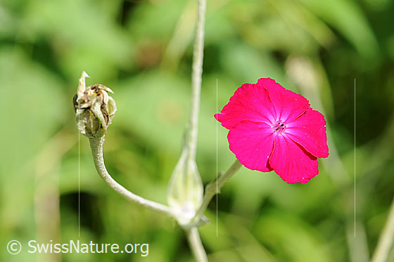 Foto: Kranz-Lichtnelke (Silene coronaria). Blüte.