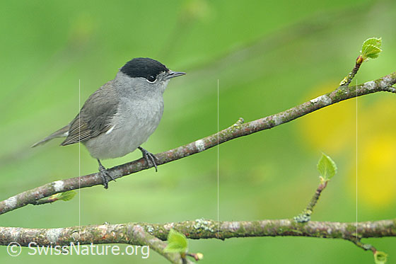 Foto: Mönchsgrasmücke (Sylvia atricapilla). Männchen auf Ast sitzend.
