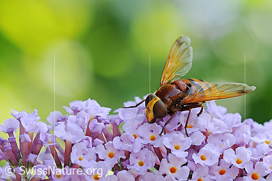 Foto: Hornissenschwebfliege (Volucella zonaria). Länge 16 - 22mm. Weibchen. Wird auch Grosse Waldschwebfliege, Riesen-Hummelschwebfliege, Gürtelschwebfliege genannt.