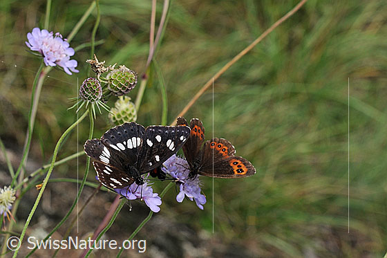 Blauschwarzer Eisvogel (Limenitis reducta)