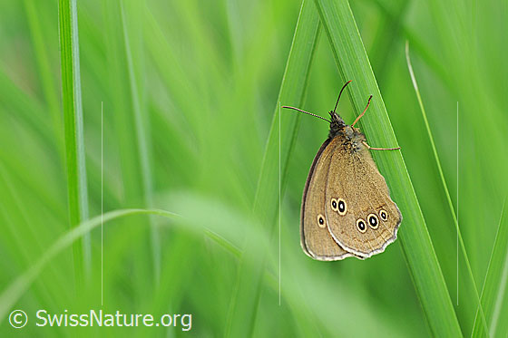 Foto: Brauner Waldvogel (Aphantopus hyperantus). An Grashalm. Flügel geschlossen. Ansicht von der Seite.