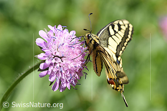 Foto: Schwalbenschwanz (Papilio machaon) an Skabiose. Flügel geöffnet. Ansicht von seitlich oben.
Umgebung: Naturwiese. Höhe 1530m ü.M.
Verhalten: Der Tagfalter fliegt während sonnigen Stunden die Blüten an und saugt Nektar.
Lat.: Papilio machaon
Familie: Papilionidae (Ritterfalter)