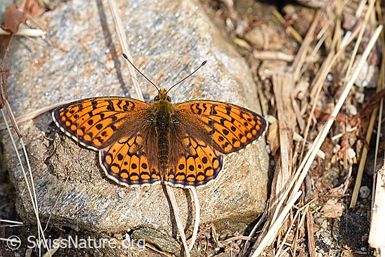 Foto: Grosser Perlmutterfalter (Argynnis aglaja). Der Grosser Perlmutterfalter lässt sich mit weit geöffneten Flügeln von der Sonne wärmen. Wahrscheinlich ein Weibchen.