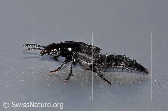 Foto: Hornissenkäfer (Velleius dilatatus) auch Hornissenkurzflügelkäfer genannt. Körperlänge 15-24mm.