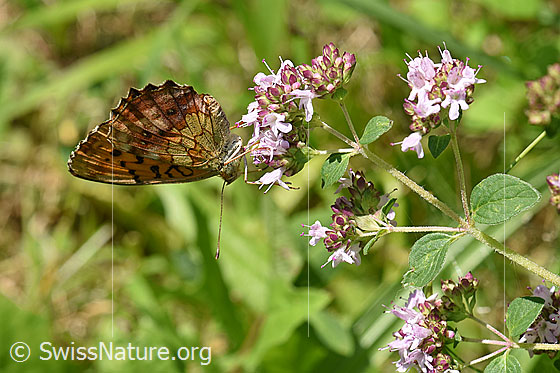 Foto: Wahrscheinlich Brombeer-Perlmuttfalter (Brenthis daphne) auf Dost (Origanum vulgare). Flügel geschlossen. Ansicht von der Seite.
