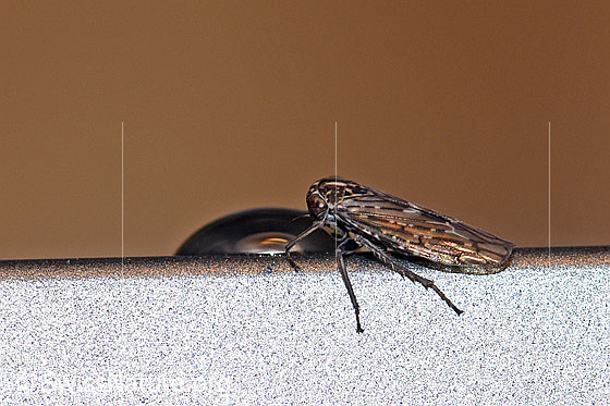 Bärtige Winkerzikade (Idiocerus herrichii)