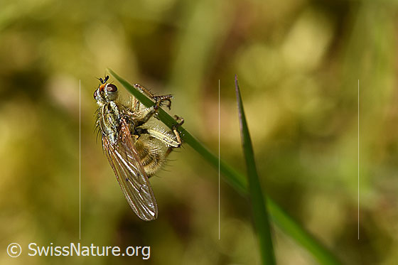 Foto: Wahrscheinlich Gelbe Dungfliege (Scathophaga stercoraria), Alias: Gemeine Kotfliege, Weibchen, Länge 5-10mm. Die Fliege ruht an einen Grashalm.
