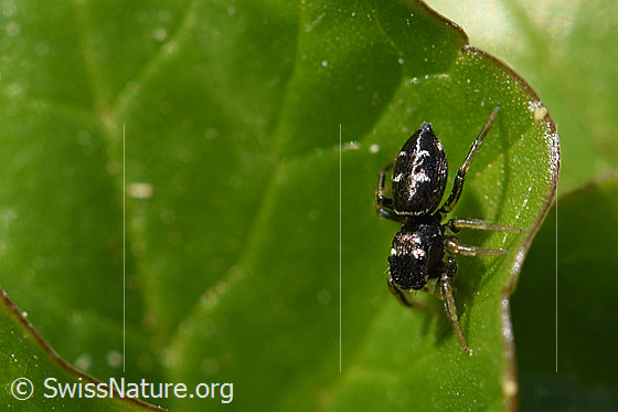Foto: Wahrscheinlich Heliophanus cupreus, Weibchen.
Körperlänge: 4-6mm. Fotografiert auf Efeublatt.