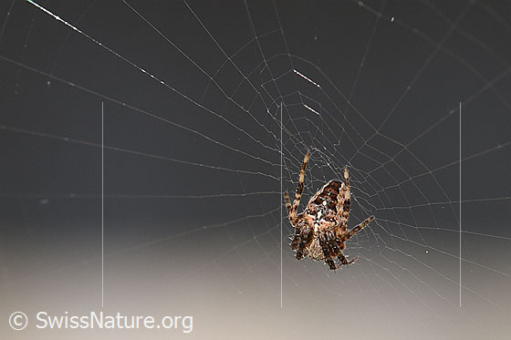 Foto: Gartenkreuzspinne (Araneus diadematus) im Spinnennetz. Ansicht von oben