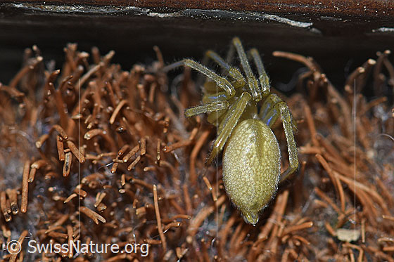 Foto: Wahrscheinlich Grüne Huschspinne (Micrommata virescens), Weibchen. Hauseingang.