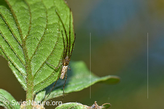 Foto: Bergstreckerspinne (Tetragnatha montana), Weibchen. So wartet die Spinne, bis sich eine Beute im Netz verfangen hat.
Körperlänge 7-10mm