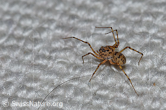 Foto: Speispinne (Scytodes thoracica)
Körperlänge 4-6mm
Die Aufnahme zeigt die Speispinne auf einem Teppich.