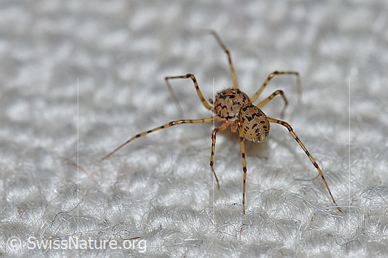 Foto: Speispinne
Körperlänge 4-6mm
Die Speispinne fesselt ihre Beute blitzschnell mit Zickzack-Fäden an den Untergrund.
Diese Spinne besitzt nur 6 Augen.
Die Aufnahme zeigt die Speispinne auf einem Teppich.