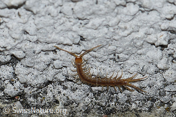 Foto: Wahrscheinlich Steinkriecher (Lithobius forficatus). An Hausmauer.