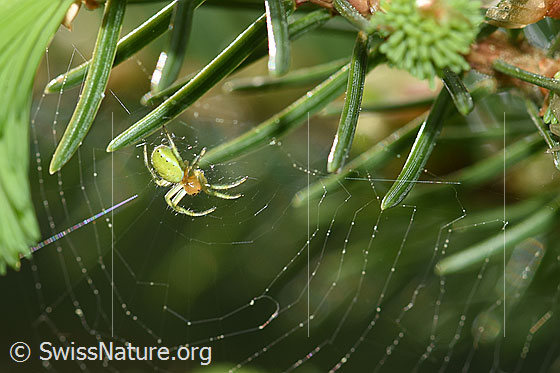 Foto: Kürbisspinne (Araniella cucurbitina) im Netz, Weibchen
Körperlänge: 4.5 - 8.5mm