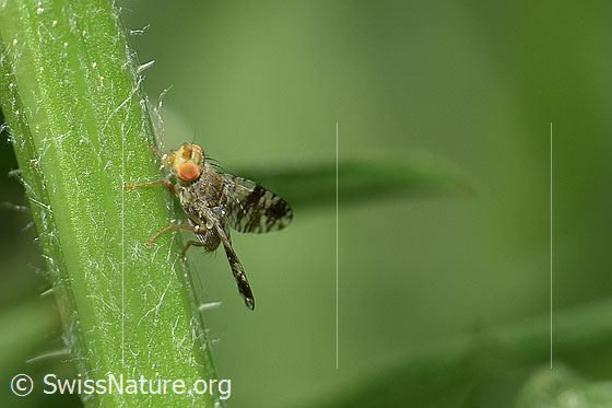 Foto: Wahrscheinlich Pippau-Bohrfliege (Tephritis crepidis). Männchen. Länge ca. 5mm. An Stängel.