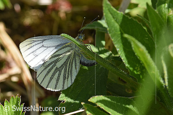 Foto: Schmetterling (Rapsweissling) während Eiablage. Die Ablage dauerte pro Ei nur wenige Sekunden. Die Eier wurden auf die Unterseite von div. Blätter der Gemeinen Nachtviole (Hesperis matronalis) gelegt.