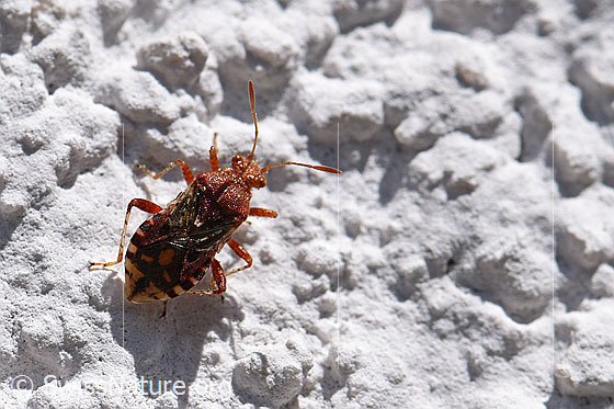 Foto: Rhopalus subrufus (Wanze) an Hausmauer.