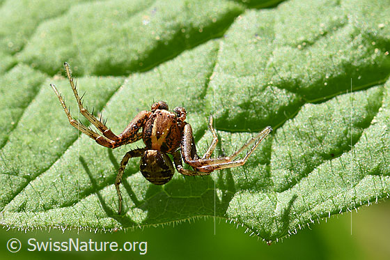 Foto: Wahrscheinlich Braune Krabbenspinne. Ansicht von oben.
Körpergrösse: Männchen 3 - 5mm, Weibchen 6 - 8mm