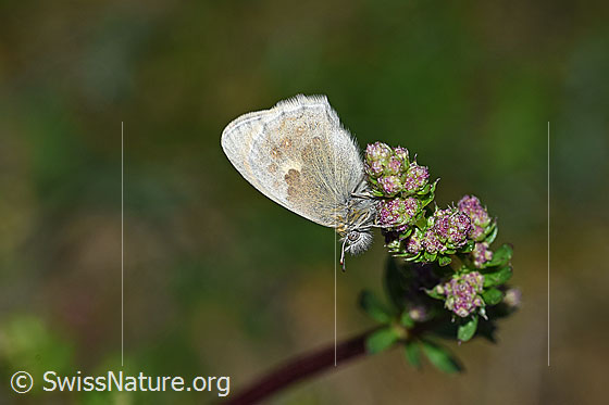 Foto: Kleines Wiesenvögelchen (Coenonympha pamphilus)
Umgebung: Alpweide. 1090m ü.M.
Lat.: Coenonympha pamphilus
Familie:  Nymphalidae (Edelfalter)  
Unterfamilie:  Satyrinae (Augenfalter)