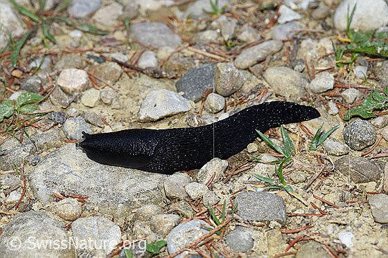 Photo: Probably Limax cinereonige. Hiking trail in transition forest to alpine pasture.