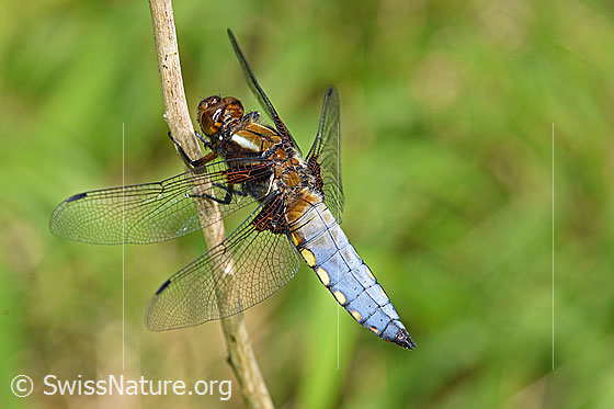 Foto: Plattbauch (Libellula depressa). Männchen.
Spannweite 65 - 75mm.