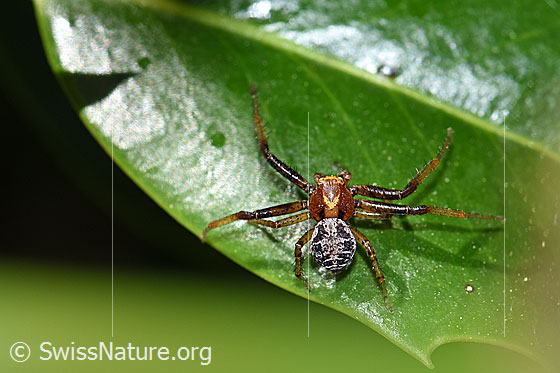 Foto: Wahrscheinlich Xysticus audax. Auf Blatt einer Stechpalme.
Körperlänge: Männchen 3-5mm, Weibchen 6-8mm.