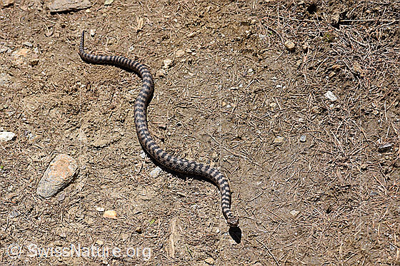 Photo: Vipera aspis. Length: ca. 80cm.