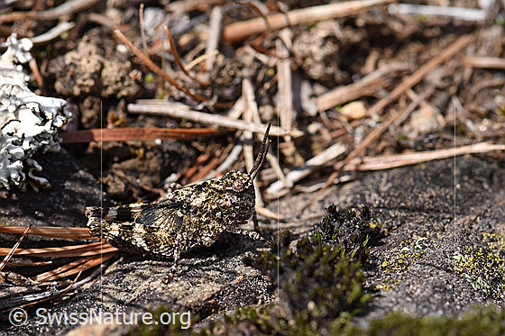 Photo: Oedipoda caerulescens trusts in their perfect camouflage. Larva.