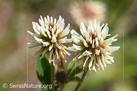 Berg-Klee (Trifolium montanum)
