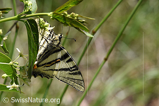 Segelfalter (Iphiclides podalirius) auf Schwalbenwurz (Vincetoxicum hirundinaria)