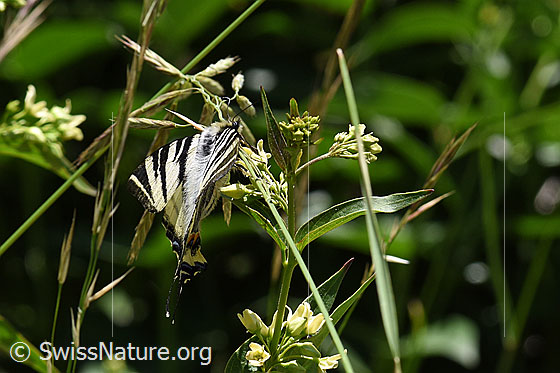Foto: Segelfalter (Iphiclides podalirius) auf Schwalbenwurz (Vincetoxicum hirundinaria). Ansicht von schräg hinten.