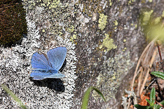 Foto: Hauhechelbläuling (Polyommatus icarus) auf Flechte.