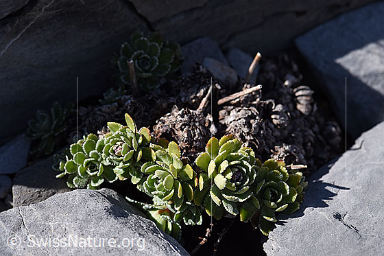 Foto: Trauben-Steinbrech (Saxifraga paniculata). Blattrosetten.