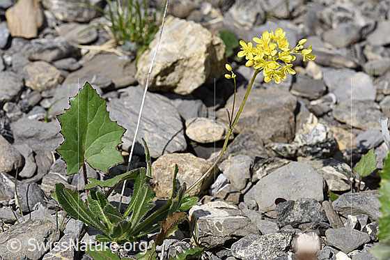 Photo: Biscutella laevigata. Whole plant (habiti).