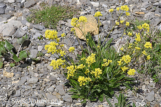 Photo: Biscutella laevigata. Whole plant (habiti).