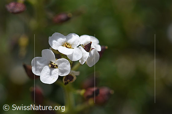 Foto: Alpen-Gämskresse (Pritzelago alpina). Büten.