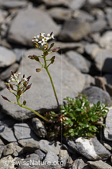 Foto: Alpen-Gämskresse (Pritzelago alpina). Ganze Pflanze.