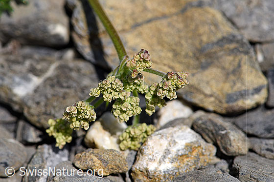 Photo: Probably Athamanta cretensis. Closed blossoms.