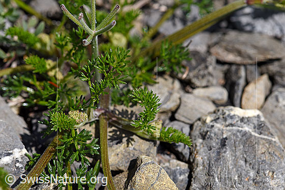 Photo: Probably Athamanta cretensis. Leaves and stem.