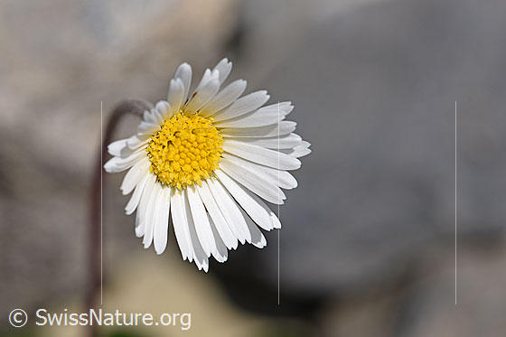 Foto: Wahrscheinlich Alpenmasslieb (Aster bellidiastrum). Blüte.