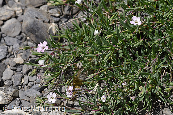 Photo: Gypsophila repens. Whole plant (habiti).