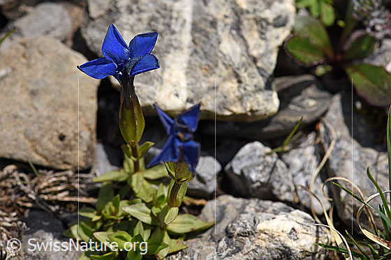 Photo: Gentiana verna. Blossoms.