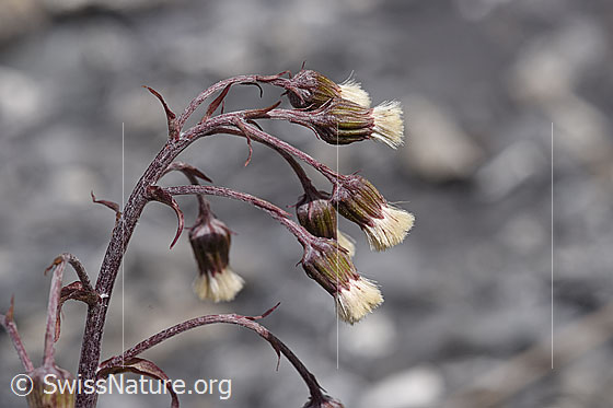 Foto: Alpen-Pestwurz (Petasites paradoxus). Blüten.